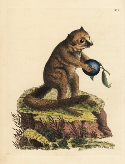 Onbekende soort van bushbaby of muislemur (Minute lemur, Lemur minutus) door Unbekannter Künstler