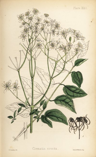 Rechte bosrank, Clematis recta (Clematis erecta). Handgekleurde lithografie door Henry Sowerby uit Edward Hamilton