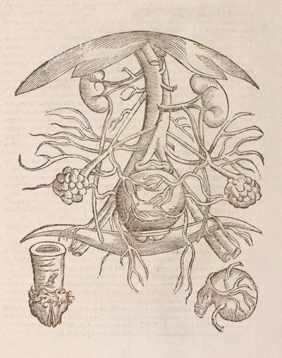 Uterus orificium internum ostendens door Unbekannt