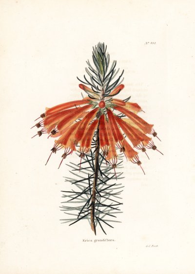 Variete de bruyere - Lithografie door George Cooke, voor het Britse tijdschrift Conrad Loddiges Botanical Cabinet (1738-1826) door Unbekannter Künstler