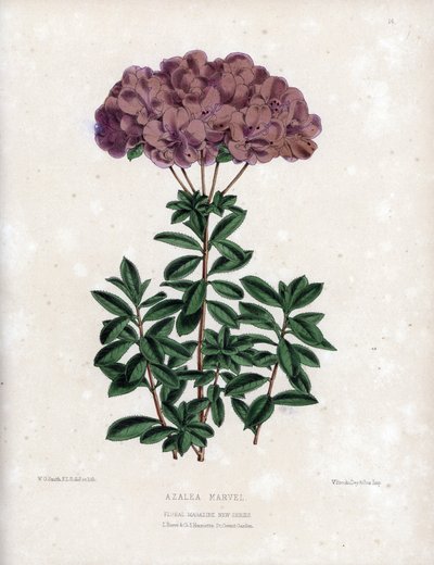 Variëteit van Azalea marvel, met kleine half-dubbele bloemen van het type Amcena, lichtpaarse kleur door Unbekannter Künstler