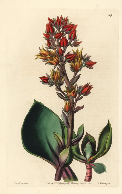 Varieteit van Echeveria (vetplant uit Amerika) - Scherpbladige echeveria, Echeveria acutifolia. Handgekleurde kopergravure door George Barclay naar een illustratie van Miss Sarah Drake uit Edwards