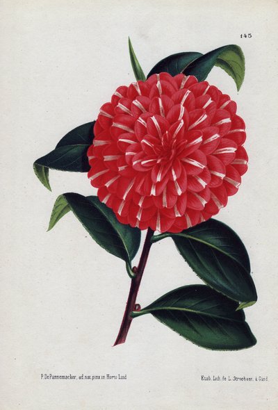 Variëteit van hybride camelia