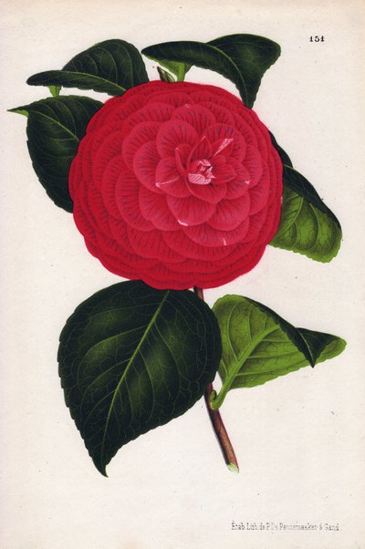 Variëteit van hybride camelia