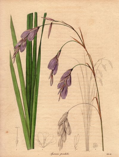 Variëteit van iris (Sparaxis pendula), genaamd Harlekijnbloem, inheems in Zuid-Afrika, met hangende bloemen van lila kleur. Illustratie door R. Mills (actief 1836-1842), in The Botanist, serie door Benjamin Maund in vijf delen, gepubliceerd tussen 1836 en  door Unbekannter Künstler