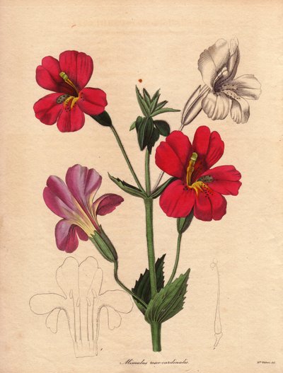 Variëteit van mimulus (Mimulus roseo cardinalis). Hodson hybride variëteit, genaamd aapbloem of muskusbloem. Illustratie door Augusta Innes Withers (1793-1877), in The Botanist, serie door Benjamin Maund in vijf delen, gepubliceerd tussen 1836 en 1842. Dit door Unbekannter Künstler