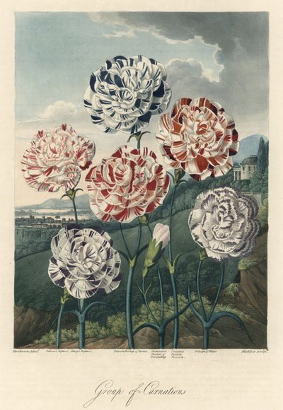Variëteiten van gewone anjers (of bloemistenanjers of kruidnagelanjers). Gravure, uit The Temple of Flora, door Dr. Robert Thornton door Unbekannter Künstler