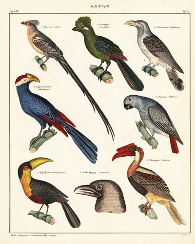 Verscheidenheid aan vogels (lithografie) door Unbekannter Künstler