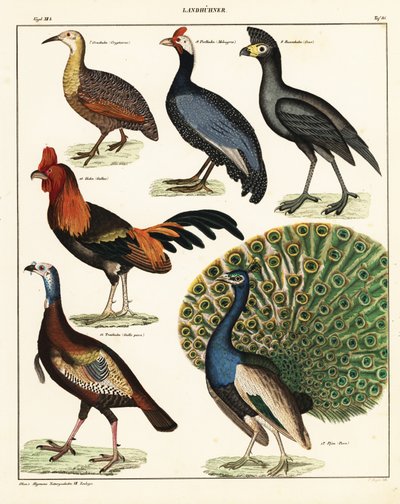 Variëteiten van vogels door Unbekannter Künstler