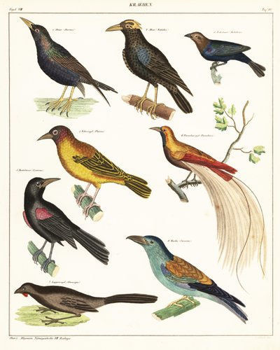 Variëteiten van exotische vogels door Unbekannter Künstler