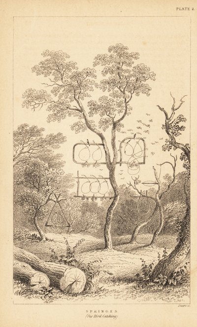 Variëteiten van draadvallen voor vogelvangst. 1889 (gravure) door Unbekannter Künstler