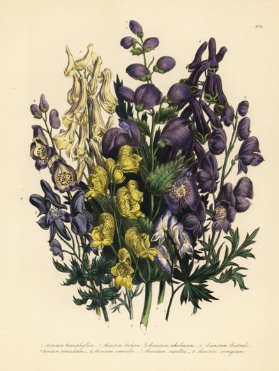 Verschillende soorten monnikskap, Aconitum heterophyllum, gele monnikskap, A. anthora, lichtgele monnikskap, A. ochroleucumum, Karpatische paarse wolfskers, paniek monnikskap, A. paniculatum, A. versicolor, gewone monnikskap, A. napellus, en A. variegatum. door Unbekannter Künstler