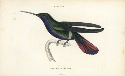 Veraguan mango, Anthracothorax veraguensis (Mangokolibrie, Trochilus mango) - William Jardine