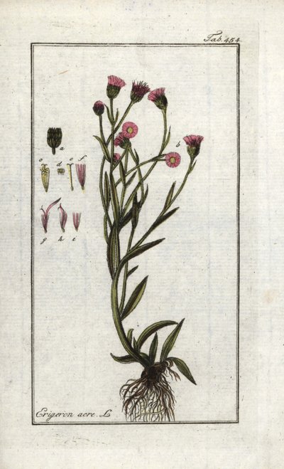 Vergerette acre (Erigeron acris). Lithografie uit “Afbeelding der Artseny-Gewassen” door Johannes Zorn (1739-1799), Nederland door Unbekannter Künstler