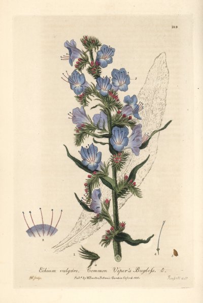 Viperine commune - Slangenkruid, Echium vulgare - Handgekleurde kopergravure door J. Whessell naar een tekening van Isaac Russell uit William Baxter