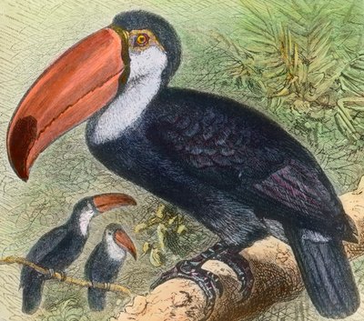 Bezoek aan de vogelafdeling in een dierentuin door Unbekannter Künstler