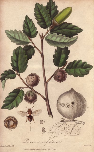 Wales Eik (Quercus infectoria) - Sterk water door William Clarke ter illustratie van 