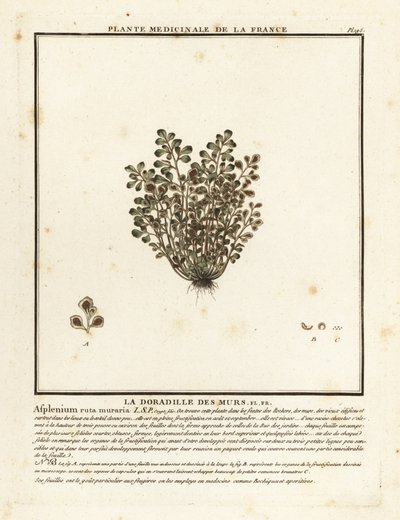 Muurvaren, Asplenium ruta-muraria door Unbekannter Künstler
