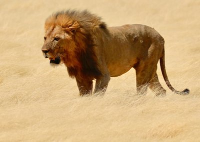 Krijger, Etosha, 2018 door Unbekannter Künstler