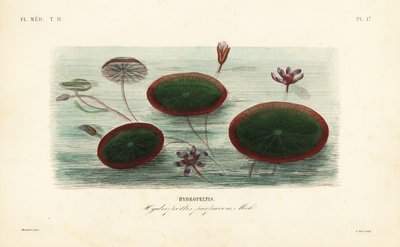 Waterschild, Brasenia schreberi door Unbekannt