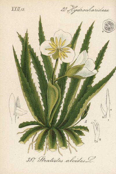 Water aloë - Water soldaat, Stratiotes aloides. Handgekleurde lithografie uit Diederich von Schlechtendal