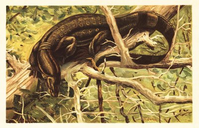 Watermonitor, Varanus salvator door Unbekannter Künstler