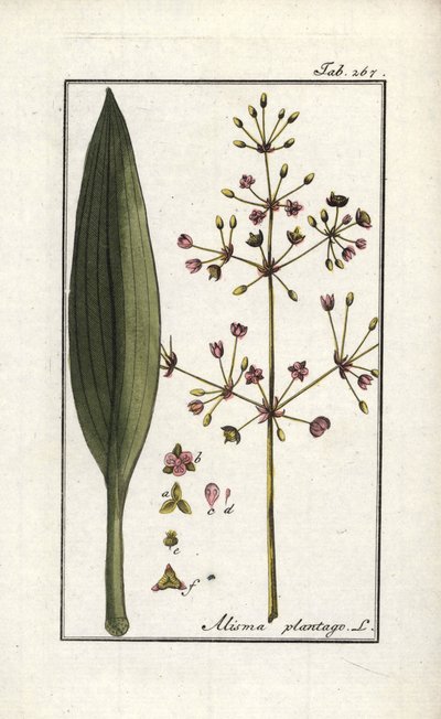 Waterweegbree (Alisma plantago-aquatica). Lithografie uit 