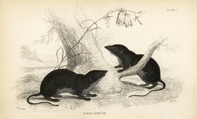 Waterspitsmuis, Neomys fodiens. Handgekleurde staalgravure door Lizars naar een illustratie door James Stewart uit William Jardine