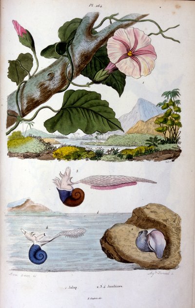 Waterslak; Botanische en zoölogische illustratie door F. E. Guérin. Uit Dictionnaire pittoresque d
