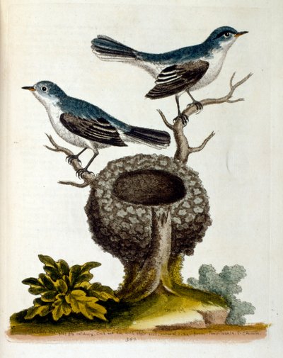 Aquarelillustratie uit een boek van zeldzame vogels door G Edwards 1750. George Edwards (1694-1773) was een Britse natuuronderzoeker en ornitholoog. Hij reisde veel door Europa, bestudeerde vooral de natuurgeschiedenis en vogels. Hij kreeg enige erkenning door Unbekannter Künstler