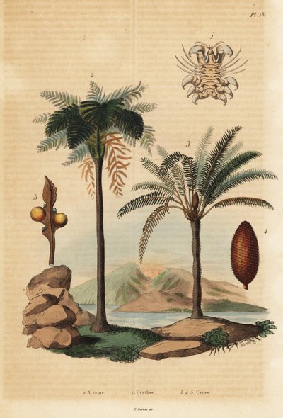Walvisluis, Cyamus ovalis 1, West-Indische boomvaren, Cyathea arborea 2, en Japanse sagopalm, Cycas revoluta 3-5 door Unbekannt