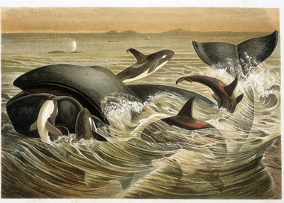 Walvissen en orka