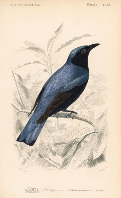 Witbuikdrongo, Dicrurus caerulescens. Handgekleurde gravure door Fournier naar een illustratie van Edouard Travies uit Charles d