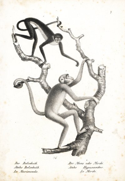 Witbuikspinaap, Ateles belzebuth (bedreigd), en noordelijke muriqui, Brachyteles hypoxanthus (Ateles hypoxanthus), ernstig bedreigd. Lithografie door Karl Joseph Brodtmann uit Heinrich Rudolf Schinz