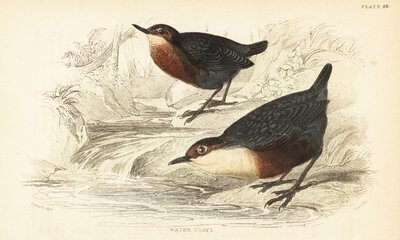 Waterspreeuw, Cinclus cinclus. 1889 (gravure) door Unbekannter Künstler