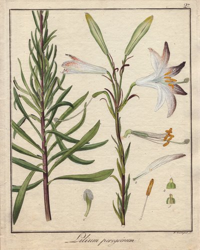 Witte lelies. Gekleurde kopergravure, in Botanique Medicinale (gepubliceerd in Berlijn, Duitsland) door Unbekannter Künstler