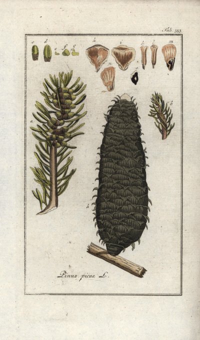 Witte of pectine of Vogezen spar (Abies alba). Lithografie uit “Afbeelding der Artseny-Gewassen” door Johannes Zorn (1739-1799), Nederland door Unbekannter Künstler