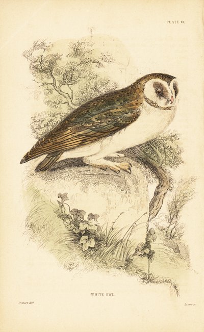Witte uil of kerkuil, Tyto alba, zittend op een rots door Unbekannter Künstler