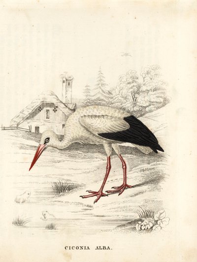 Witte ooievaar, Ciconia ciconia (Ciconia alba). Handgekleurde staalgravure uit Georg Friedrich Treitschke