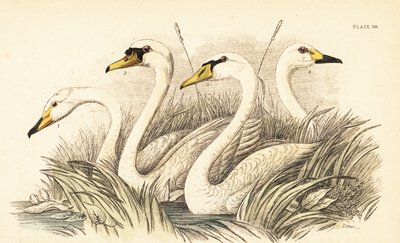 Wilde zwaan, knobbelzwaan, Bewick
