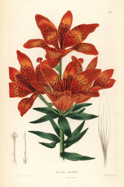 Wilde lelie - Siberische lelie, Lilium pensylvanicum (Showy Siberische lelie, Lilium spectabile) door Unbekannter Künstler