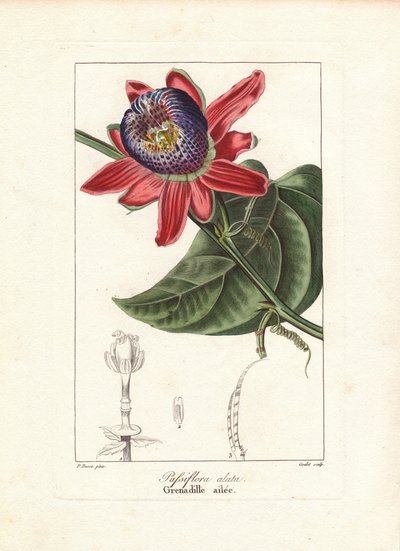Gevleugelde-stengel passiebloem, Passiflora alata, inheems in Brazilië door Unbekannter Künstler