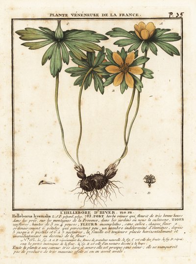 Winterakoniet, Eranthis hyemalis door Unbekannter Künstler