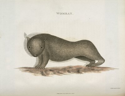 Wombat, Australië, ca. 1798 door Unbekannt