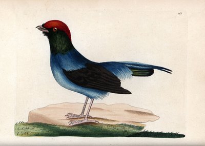 Wonderbaarlijke manakin (Chiroxiphia linearis). Ongesigneerde illustratie (George Shaw en Frederick Nodder). Lithografie in The Naturalist