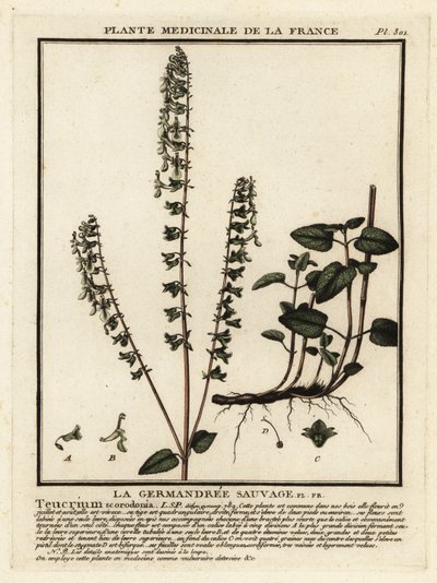 Bosgamander, Teucrium scorodonia door Unbekannter Künstler