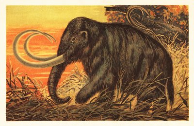 Wollige mammoet, Mammuthus primigenius door Unbekannter Künstler