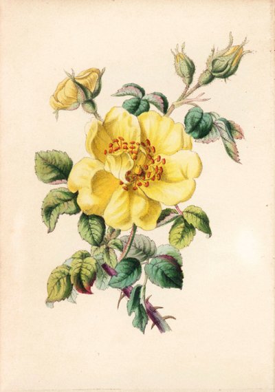 Gele braamroos, Rosa lutea, uit Robert Tyas
