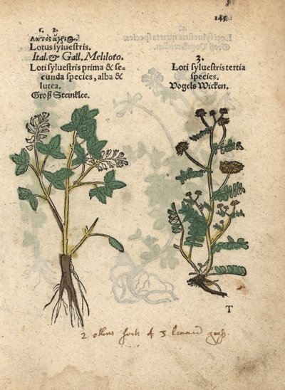 Gele honingklaver, Melilotus officinalis door Unbekannter Künstler