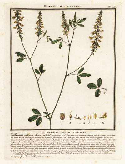 Gele honingklaver, Melilotus officinalis door Unbekannter Künstler